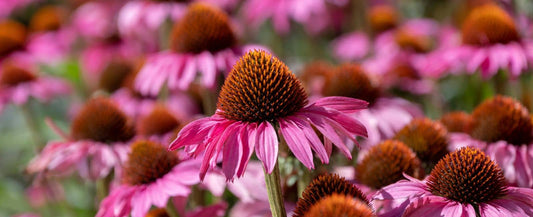 A close-up photograph of pink coneflowers with orange-brown centers in a garden setting, with shallow depth of field blurring the background flowers.