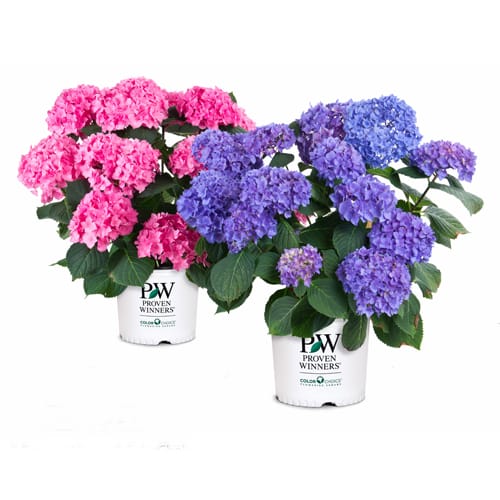 Two small hydrangeas in proven winners branded white containers, one with blue blooms and the other with pink blooms