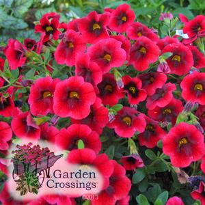 Red superbells blooms that transition from dark red centers to lighter red at the edges