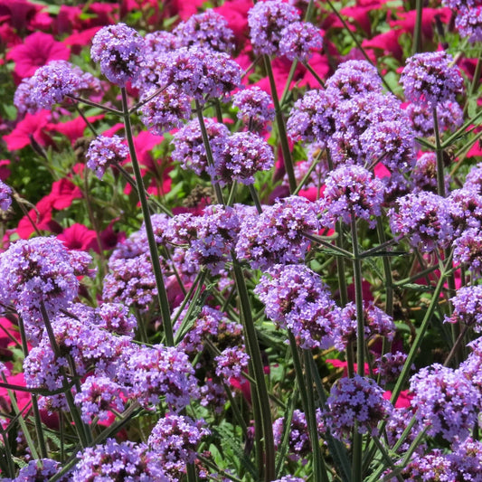 What Annual Flowers Bloom All Summer?