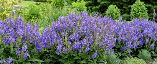 A dense cluster of blooming purple Living Large Big Sky Salvia flowers grows in a garden bed, surrounded by lush green foliage and other plants in the background.