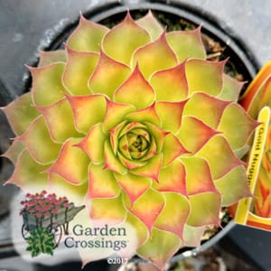 Top-down view of gold nugget chick charm, a succulent with pointed yellow petals tipped with red