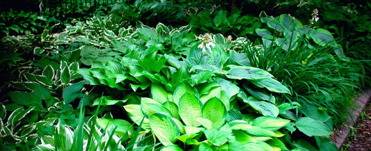How to Master the Shade Garden
