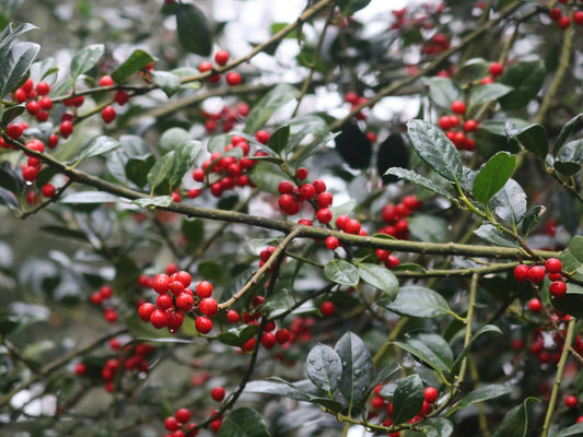Fall Shrubs for Winter Interest
