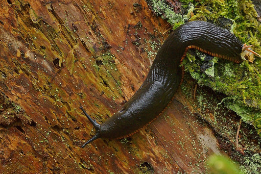 A large, dark brown slug crawls on a damp, mossy tree trunk, surrounded by wood texture and patches of green moss.
