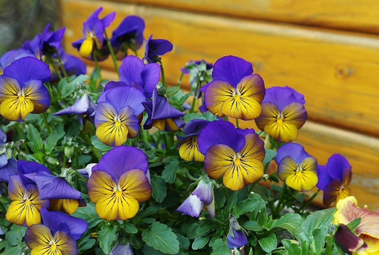 Bright purple and yellow pansy flowers with green leaves bloom in a garden, set against a blurred wooden background.