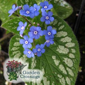 small blue flowers with white centers on a large dark and light green varigated leaf. The text "garden crossings" is in the lower left corner.