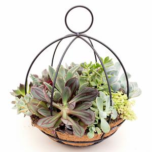 a metal framed basket filled with different succulents