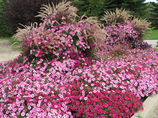 A vibrant garden bed filled with dense clusters of pink and magenta petunias, accented by tall ornamental grasses with feathery plumes, set against a backdrop of trees and greenery.