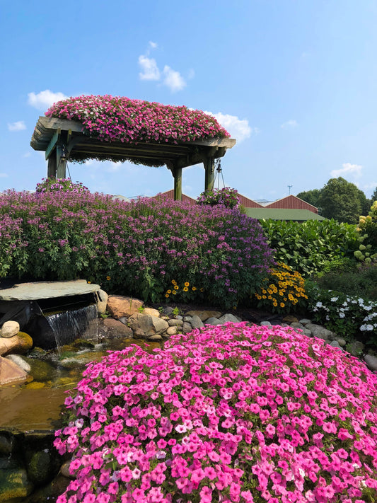 A vibrant garden with a wooden pergola covered in pink flowers, surrounded by lush plants, a small waterfall, rocks, and clusters of pink, purple, yellow, and white blooms under a clear blue sky.
