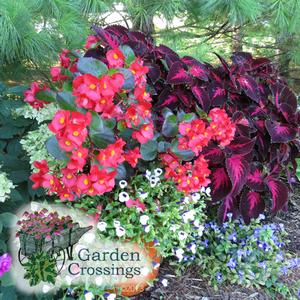 Red surefire begonia blooms next to dark purple varigated coleus leaves and white flowers.