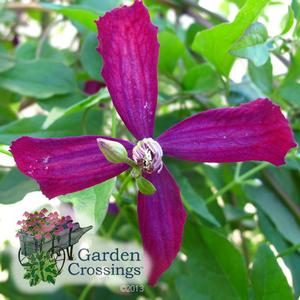 Bright purple clematis bloom with four large petals and green leaves.