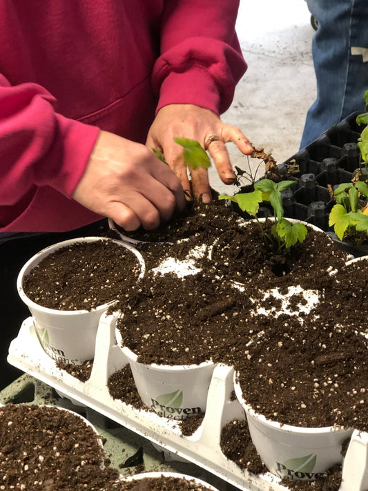 A person in a pink sweatshirt is planting small green seedlings into pots filled with soil, preparing them in a white plastic tray.