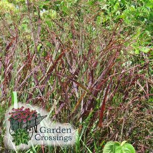 Ornamental grass with tall, purplish-green stemswith more green plants visible beyond. Garden Crossings logo with flowers and text is in the lower left corner.