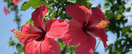 How to Overwinter Tropicals: Hibiscus, Mandevilla, Cannas, Elephant Ears & More