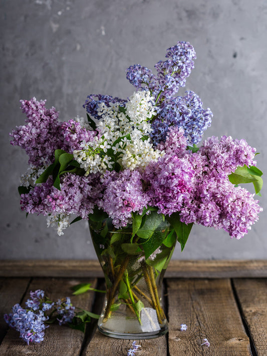 A clear glass vase filled with purple, white, and light blue lilac flowers sits on a rustic wooden table against a gray wall. Some lilac blossoms are scattered on the table.