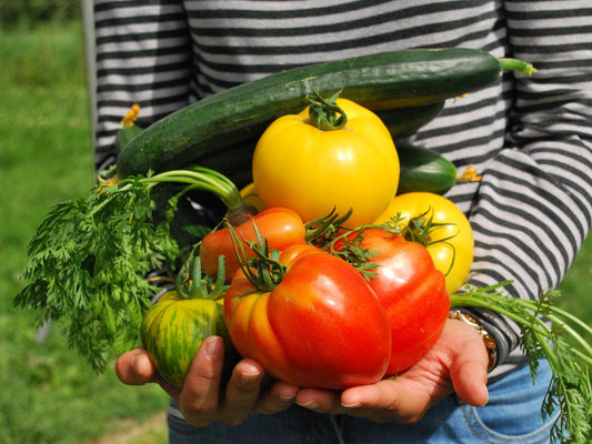 A person in a striped shirt holds a variety of freshly picked vegetables, including red and yellow tomatoes, green cucumbers, and carrots with leafy tops visible.