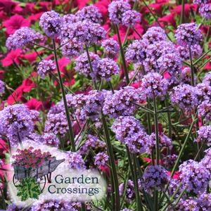 Close-up of tall stems of Verbena Meteor Shower, their ends filled with balls of small purple blooms.