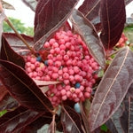 Close-up of a cluster of small, round pink berries surrounded by dark reddish-brown leaves with prominent veins. A few blue berries are visible among the pink ones. The background is slightly blurred greenery.