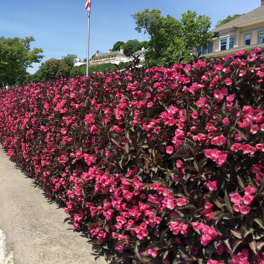 What is the best way to choose plants for hedges?