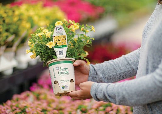 A person in a gray sweater holds a small potted yellow flower with a plant tag in a garden center, surrounded by rows of colorful flowers in the background.
