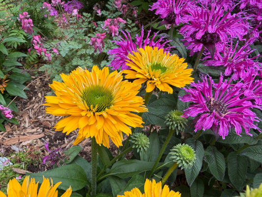 Best Full Sun Perennials for Bright Garden Spaces