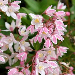Cluster of dainty, pink and white petaled flowers on red stems.