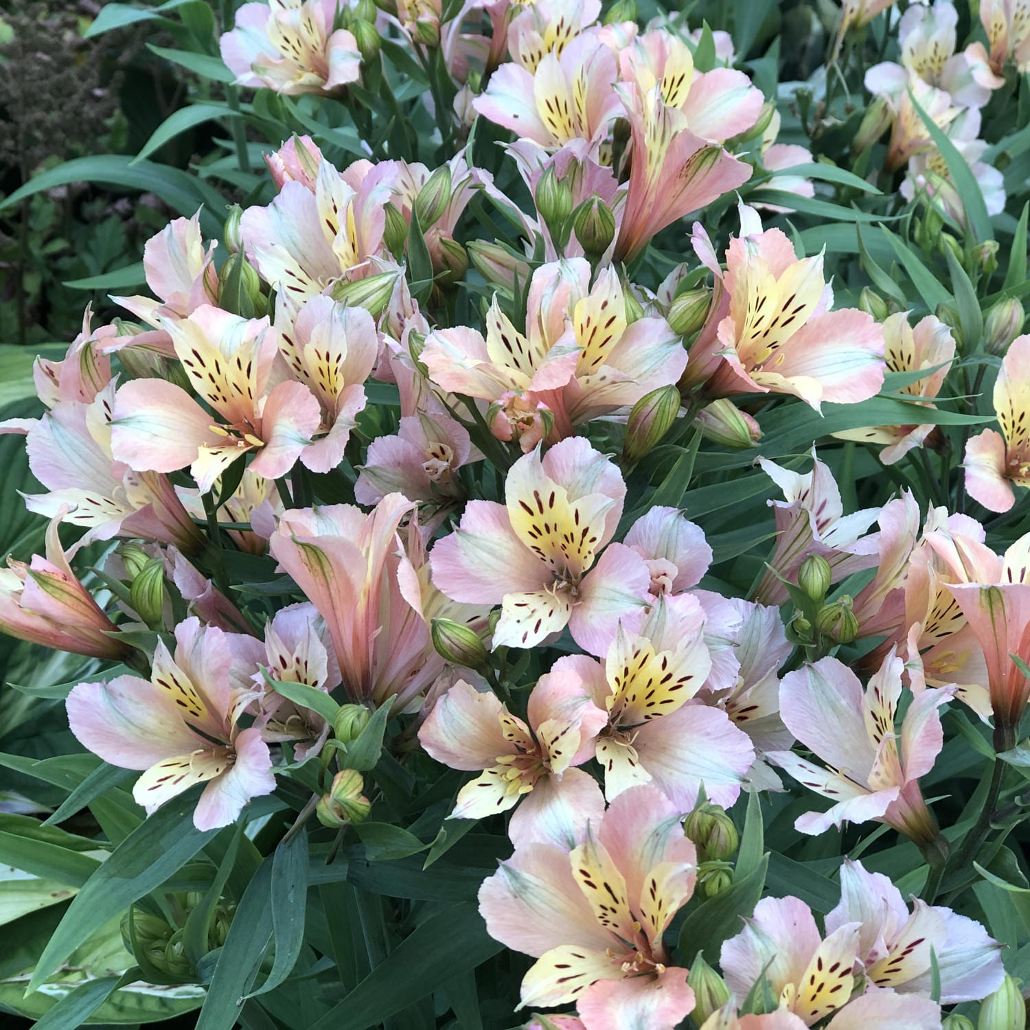 Peruvian Lily - Alstroemeria - Perennials