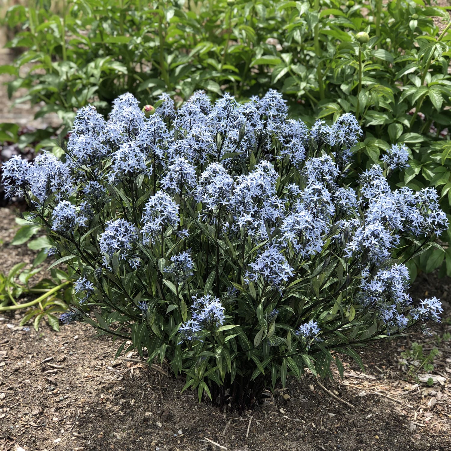 Bluestar - Amsonia - Perennials