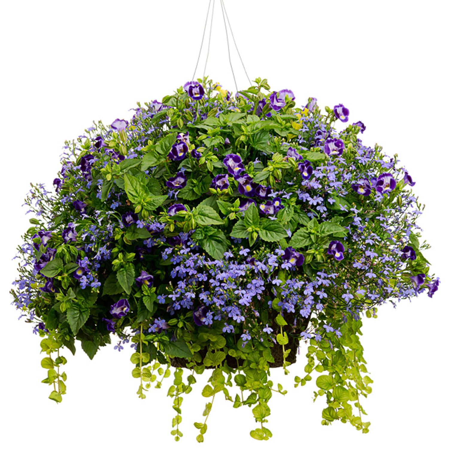 Design Use - Hanging Baskets