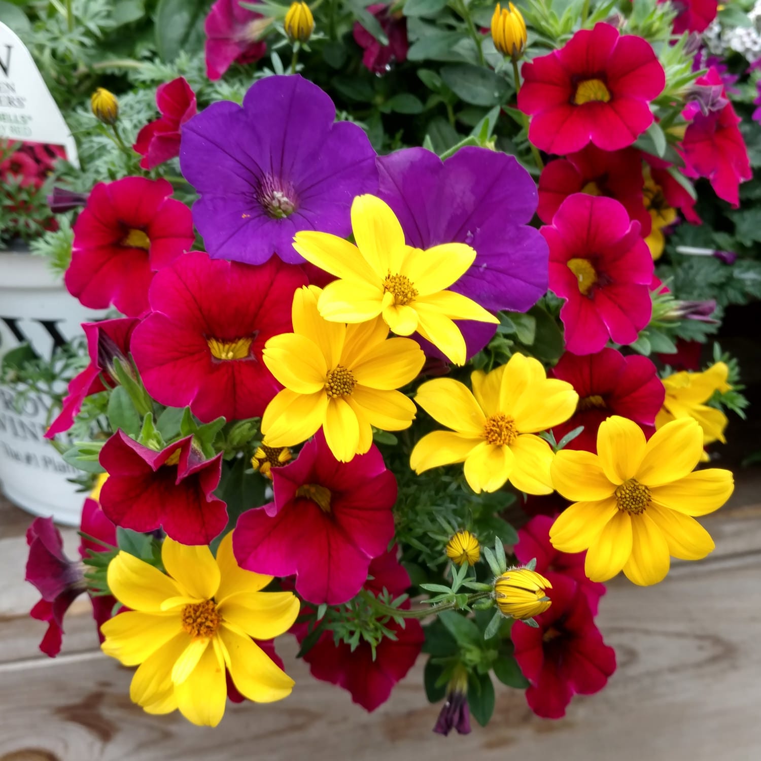Design Use - Combination Containers - Annuals