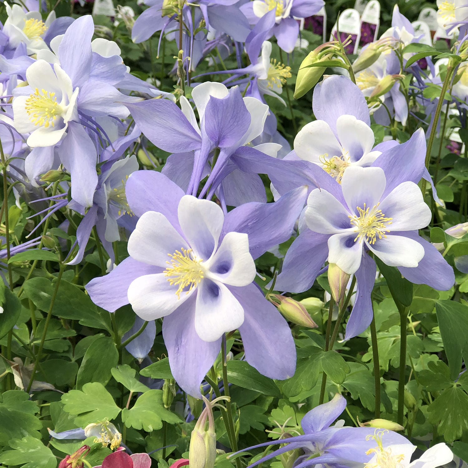 Columbine - Aquilegia - Perennials