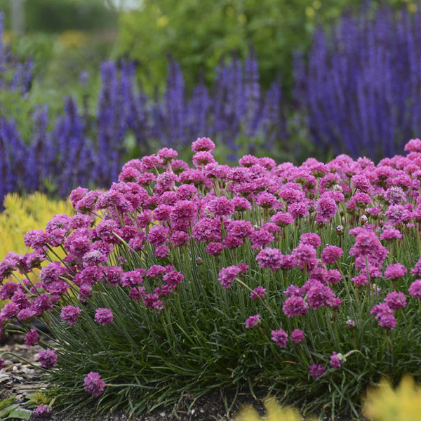 Sea Thrift - Armeria - Perennials