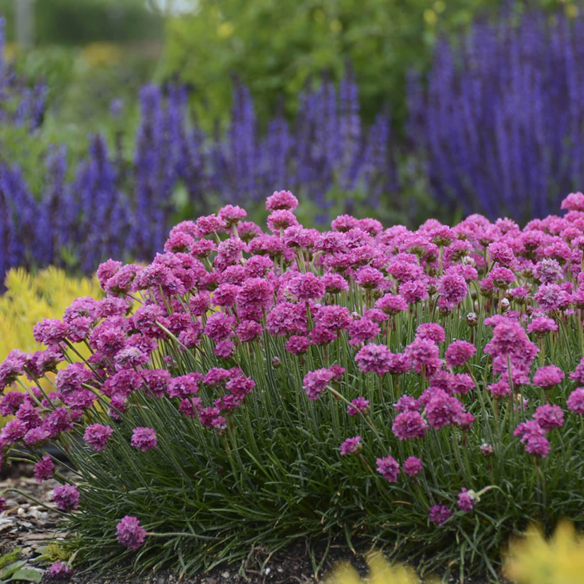 Sea Thrift - Armeria - Perennials