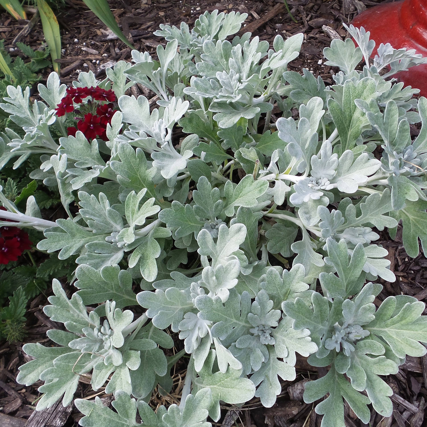 Wormwood - Artemisia - Perennials