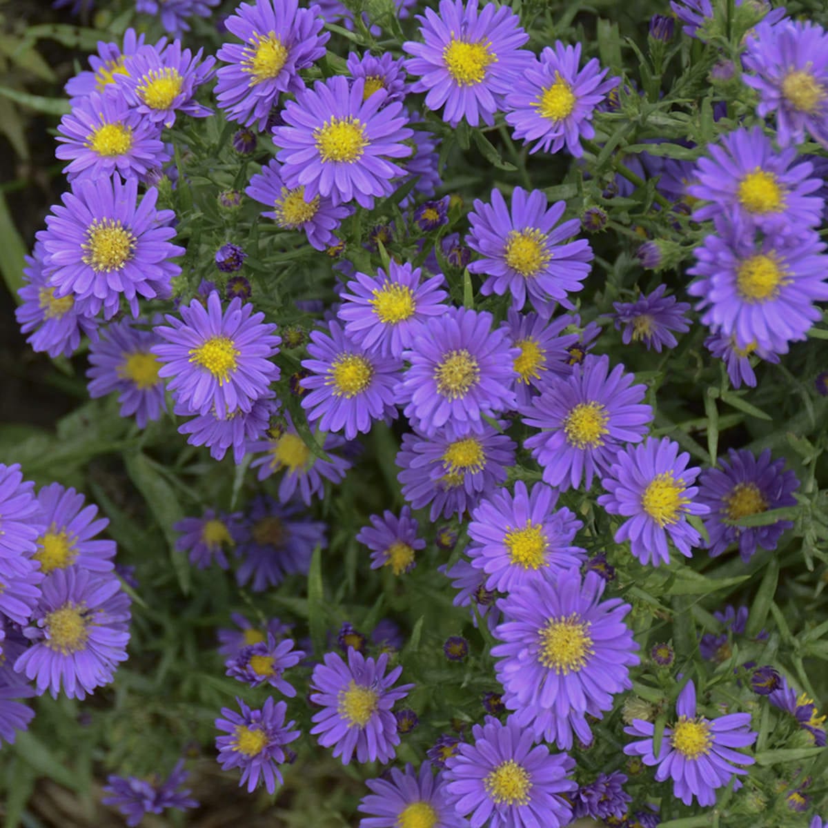 Aster - Perennials