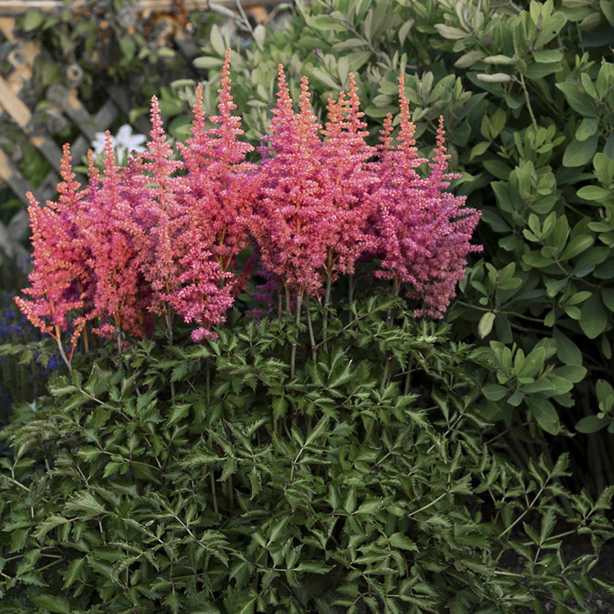 Astilbe - Perennials