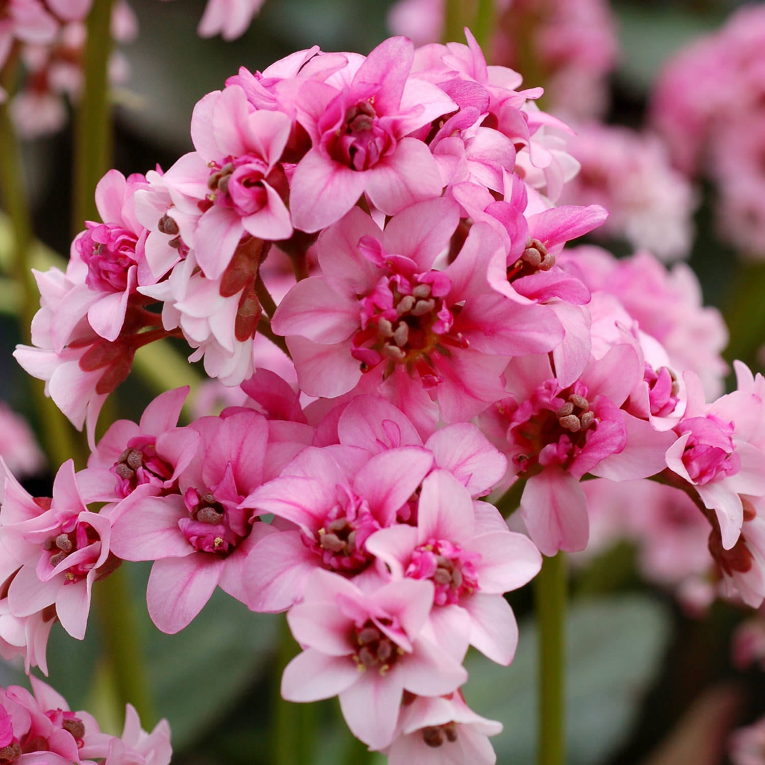 Pigsqueak - Bergenia - Perennials