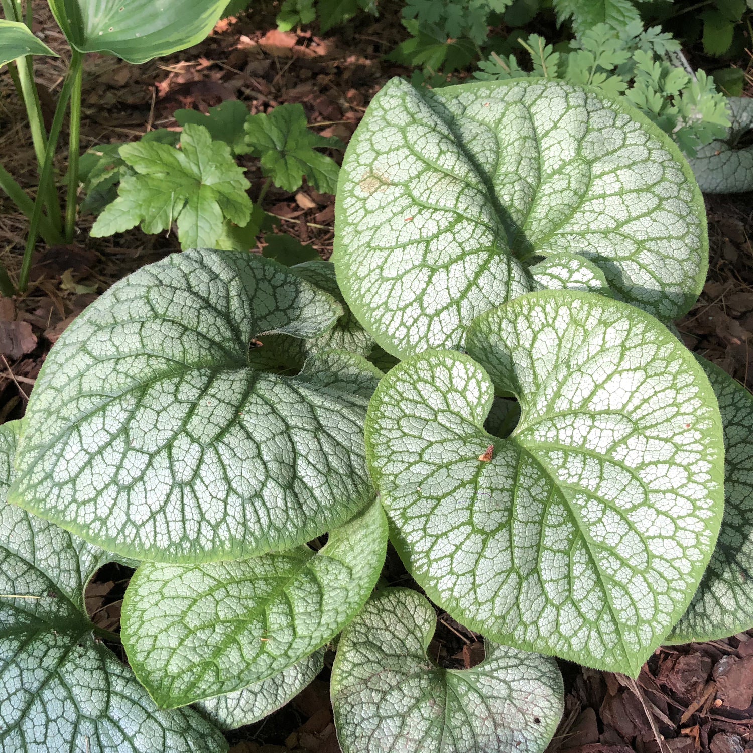 Siberian Bugloss - Brunnera - Perennials