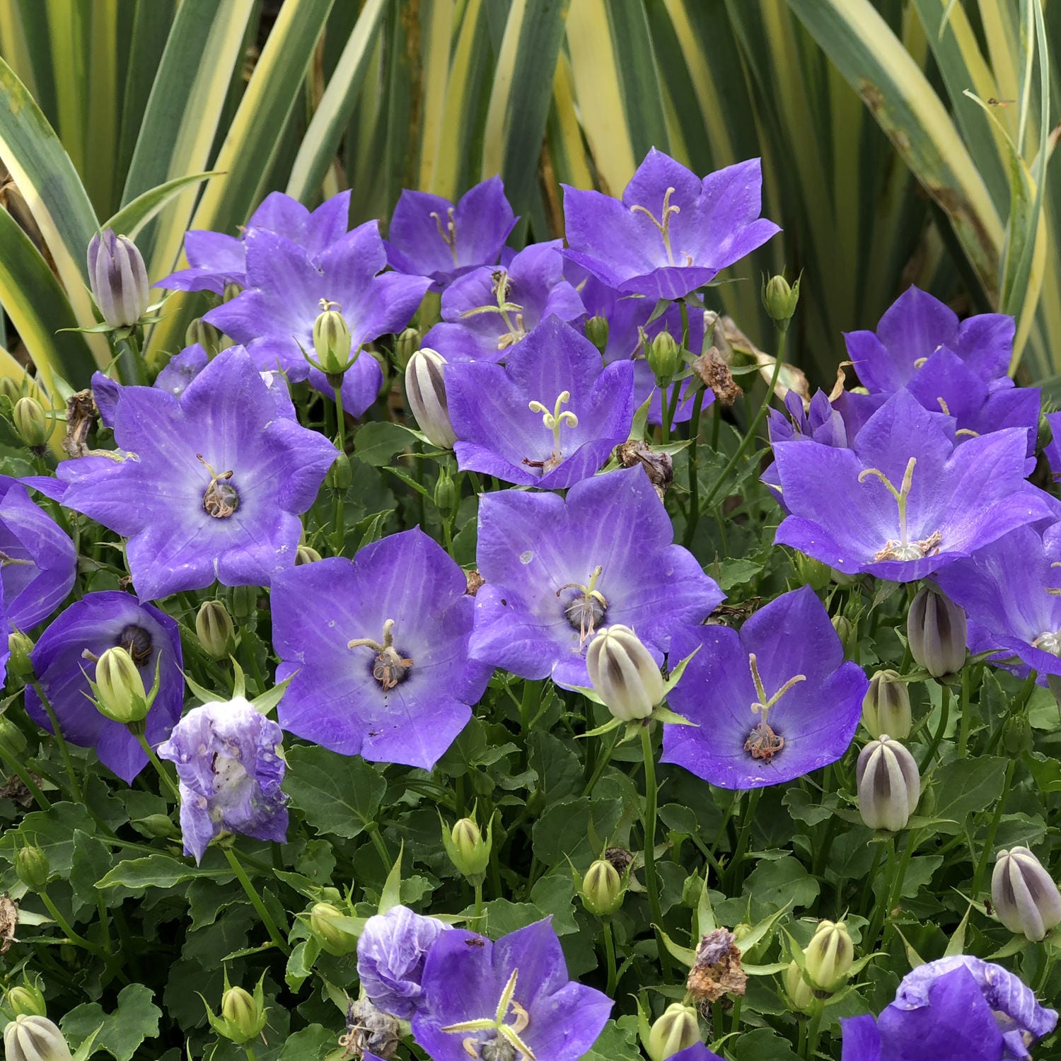 Bellflower - Campanula - Perennials