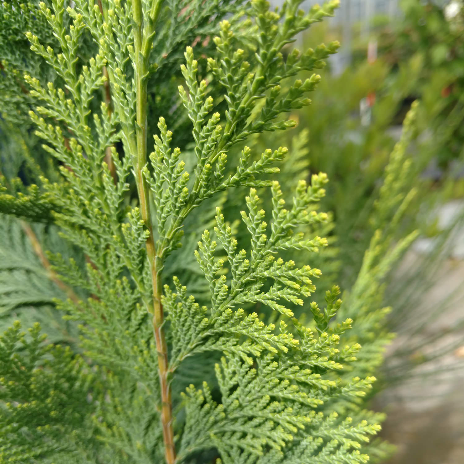 False Cypress - Chamaecyparis - Shrubs