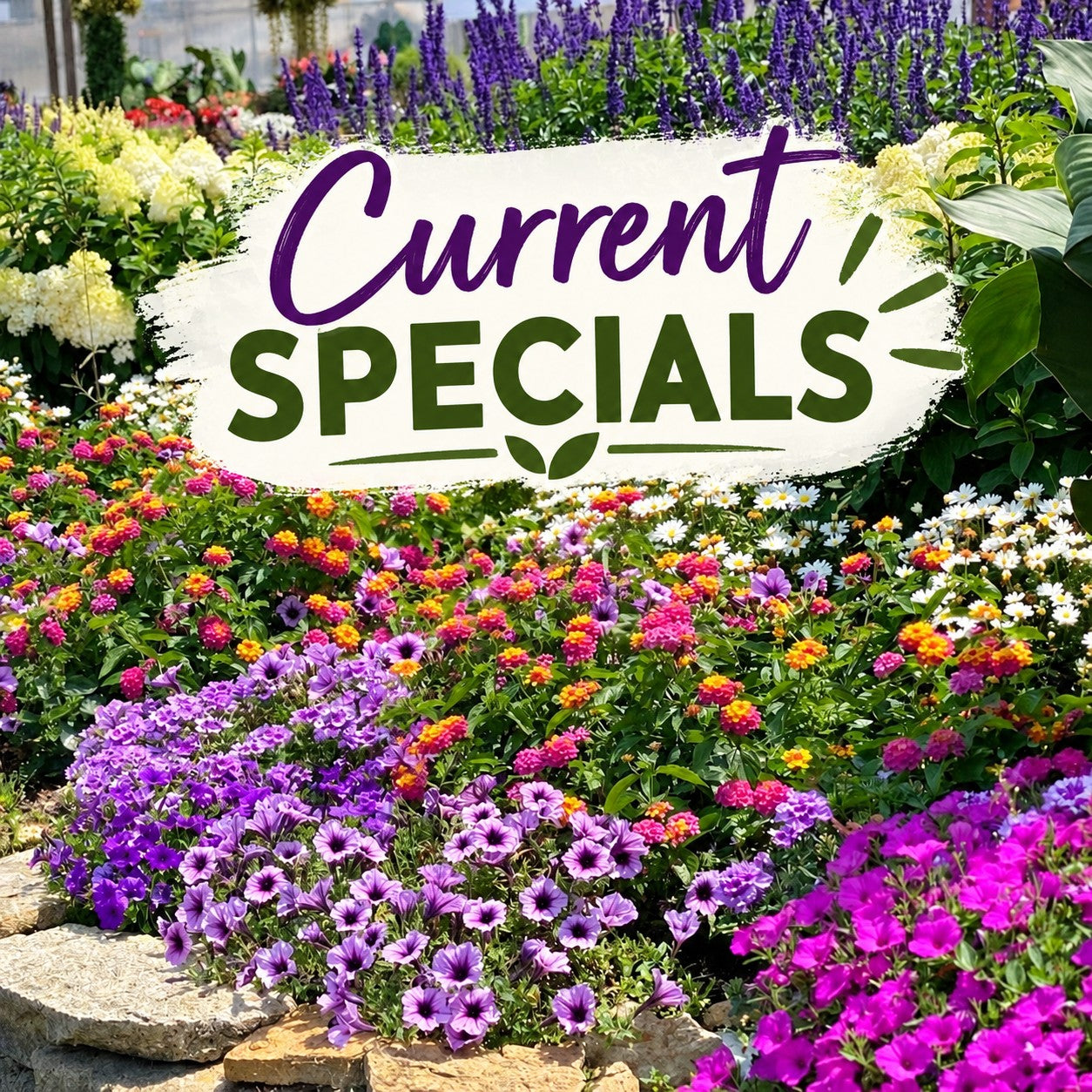 Current Specials