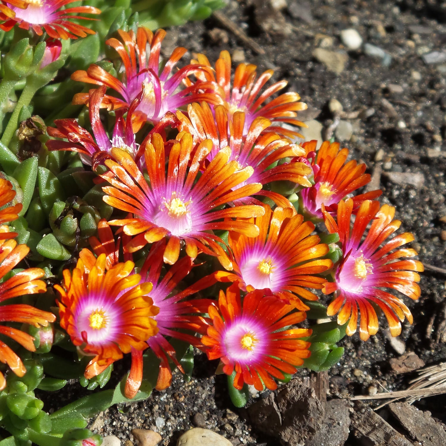 Ice Plant - Delosperma - Perennials