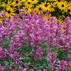 Pink trumpet shapped Agastache Blooms