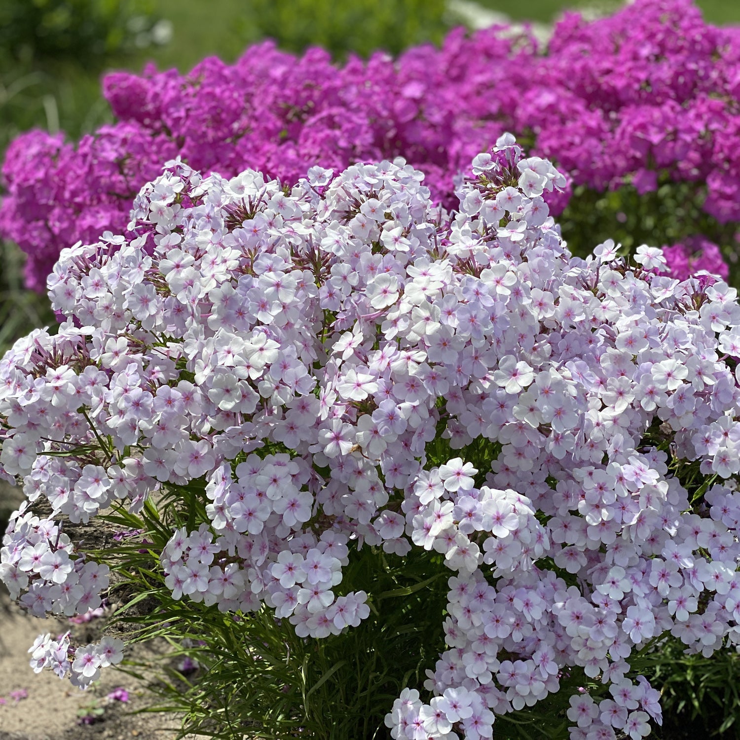 Clusters of blooming garden phlox flowers in shades of light pink and bright magenta grow outdoors in sunlight, surrounded by green leaves and grassy ground.
