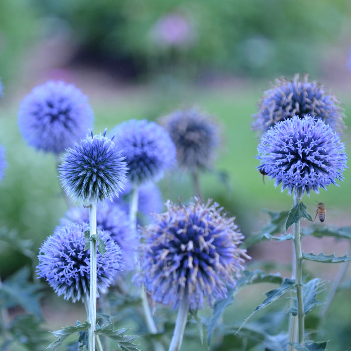 Globe Thistle - Echinops - Perennials