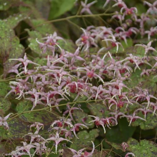 Barrenwort - Epimedium - Perennials