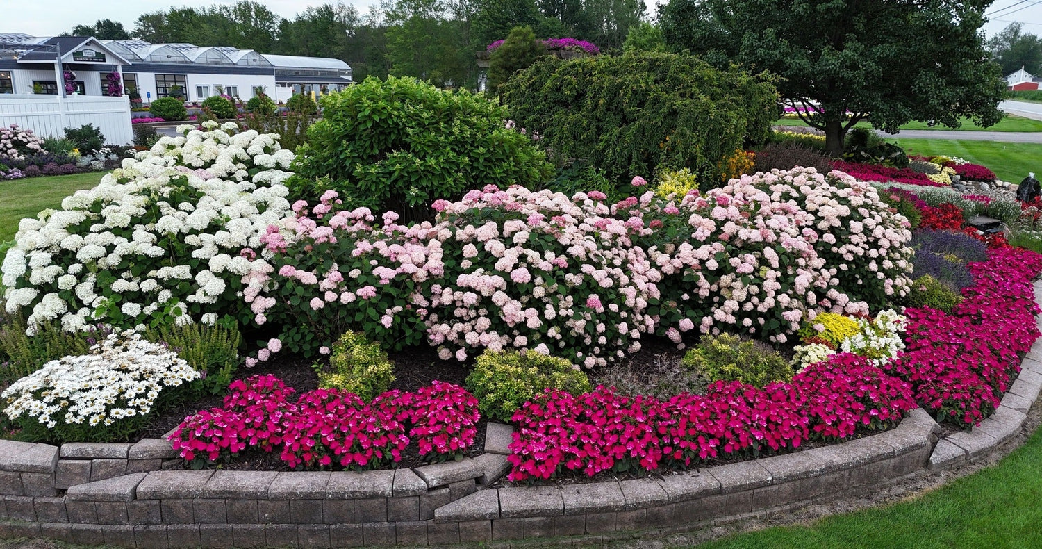 Colorful flower bed with white, pink, and purple flowers in a garden setting.