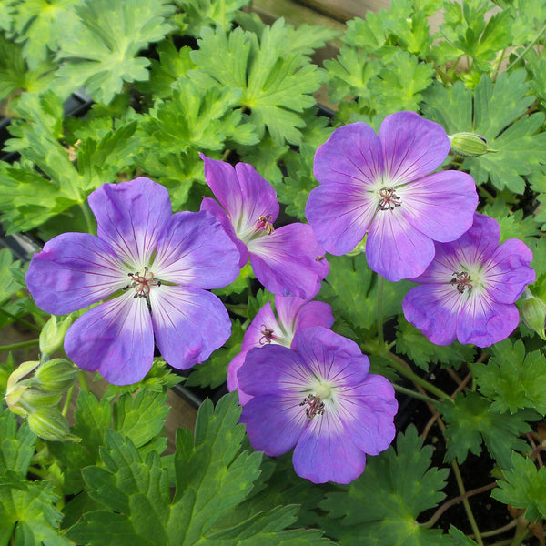 Cranesbill - Geranium - Perennials
