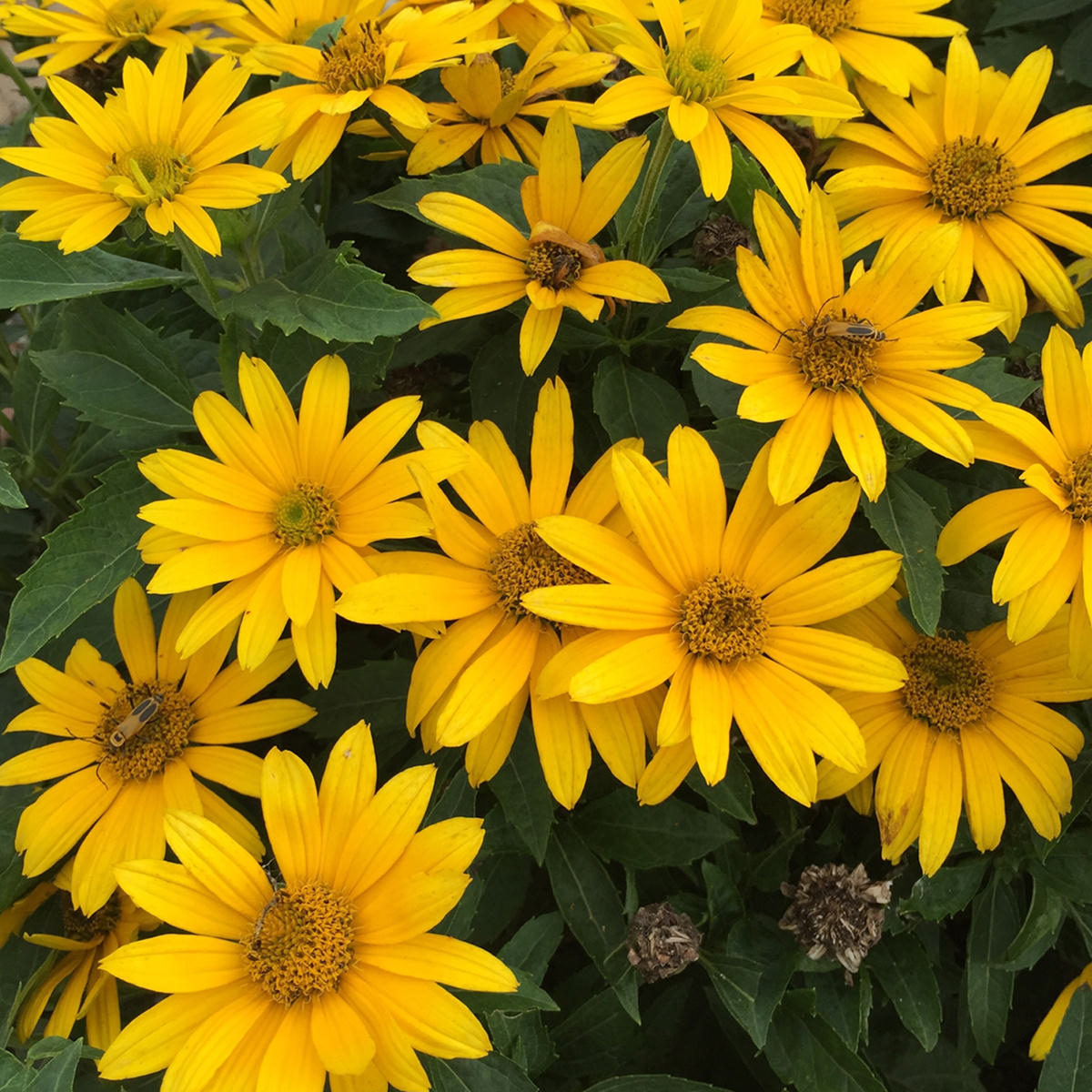 False Sunflower - Heliopsis - Perennials